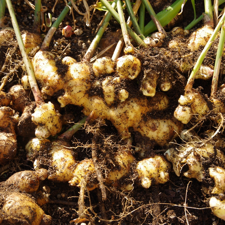 Organic Ginger (Peru) 28-30LB