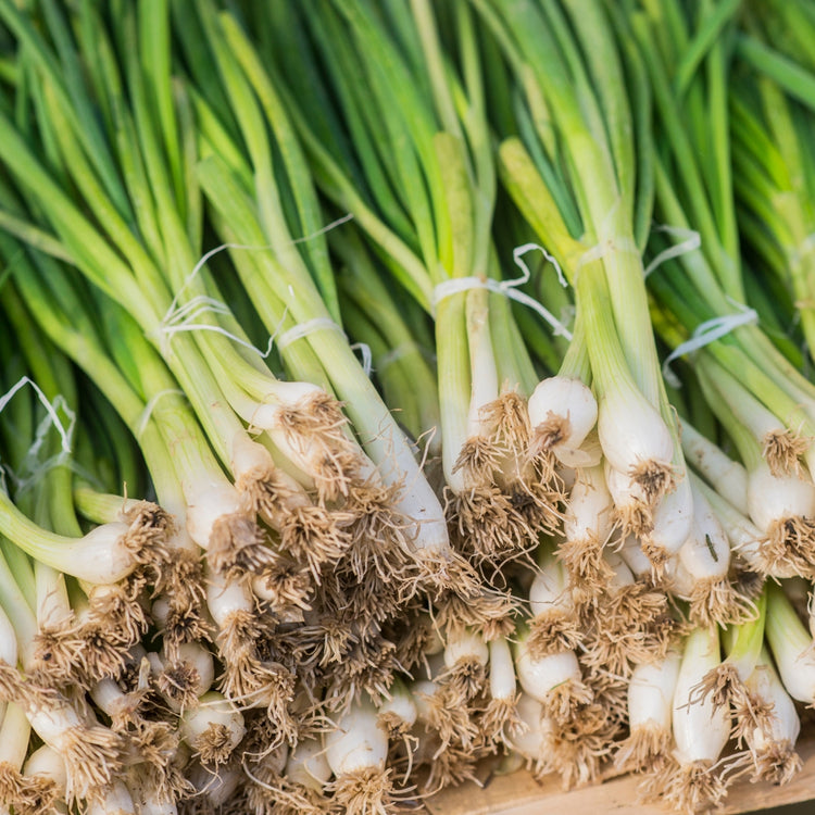 Green Onion 48CT