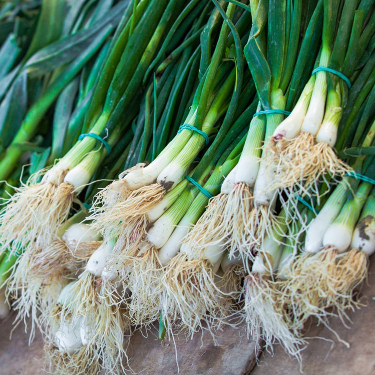 Green Onion 48CT